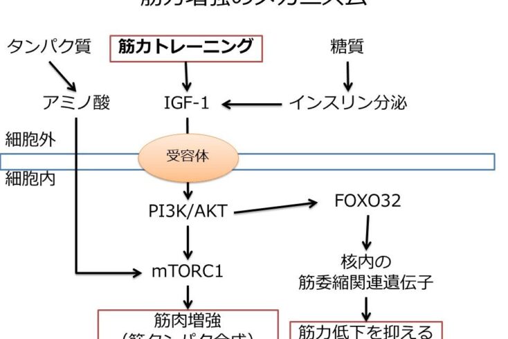 運動するとなぜ身体にいいのか？